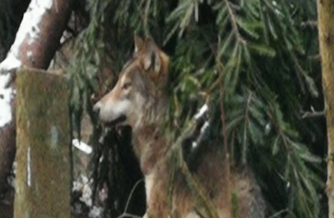 {Do ośrodka rehabilitacji dzikich zwierząt w Napromku trafił kolejny wilk. Tym samym specjalna woliera dla tych zwierząt została zapełniona.}